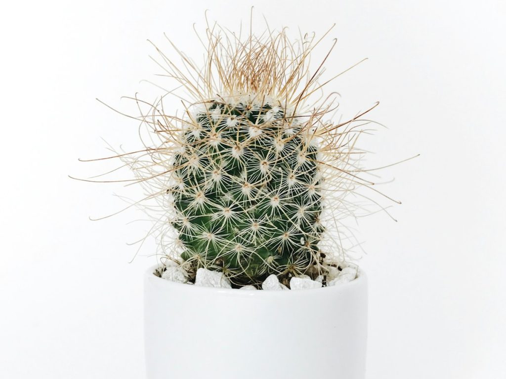 Ceramic, terracotta and stone plant pots