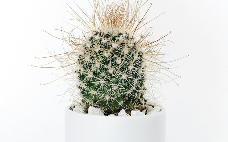 Ceramic, terracotta and stone plant pots