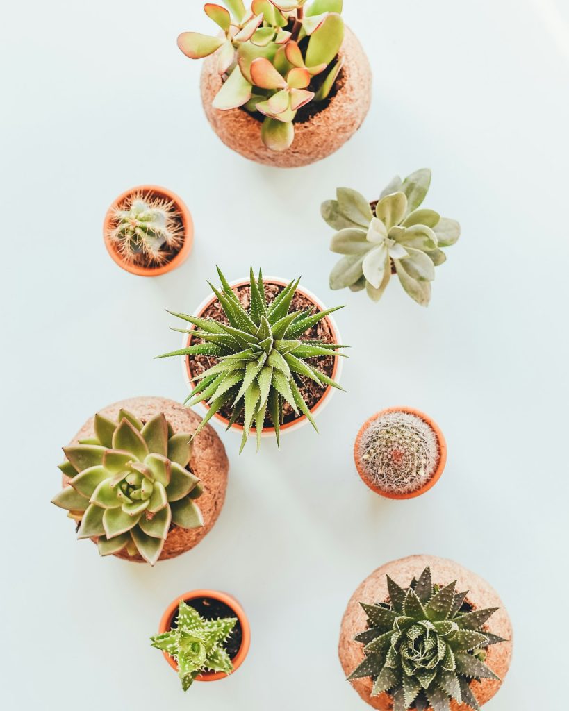 Assorted succulents in small pots