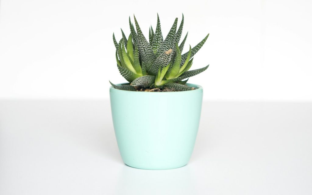 Zebra haworthia in a small pot on a desk