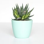 Zebra haworthia in a small pot on a desk