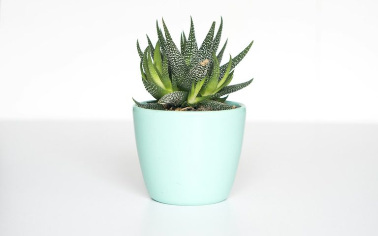 Zebra haworthia in a small pot on a desk