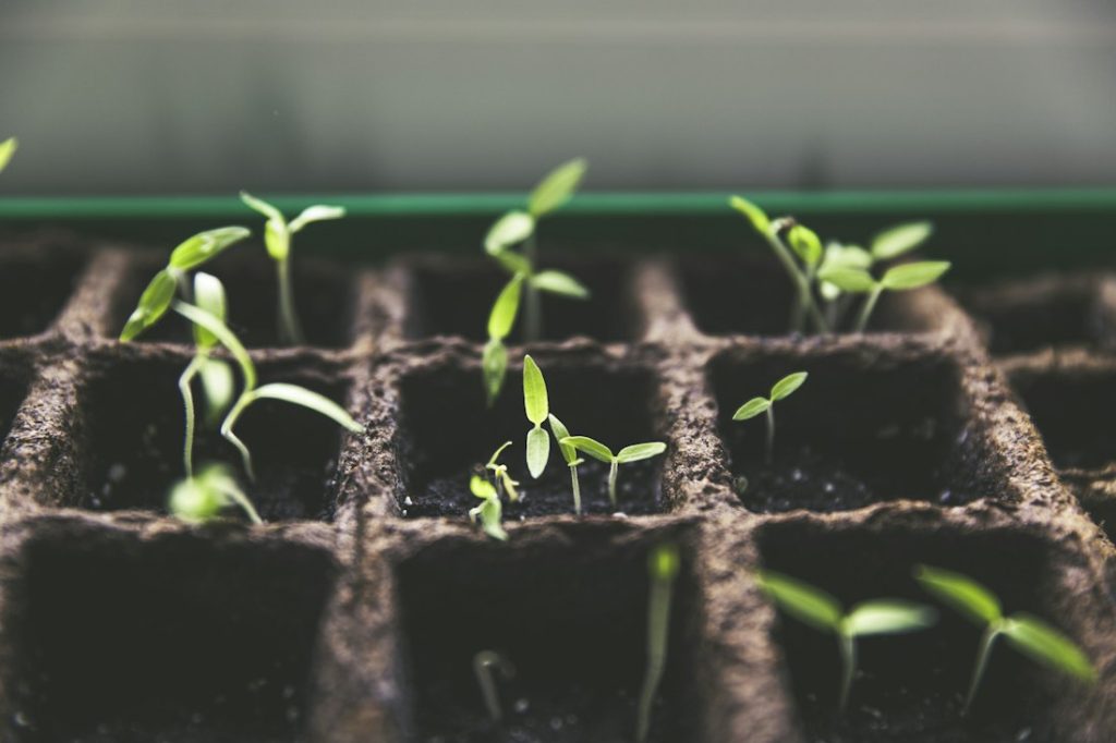 Hands planting a young seedling into soil