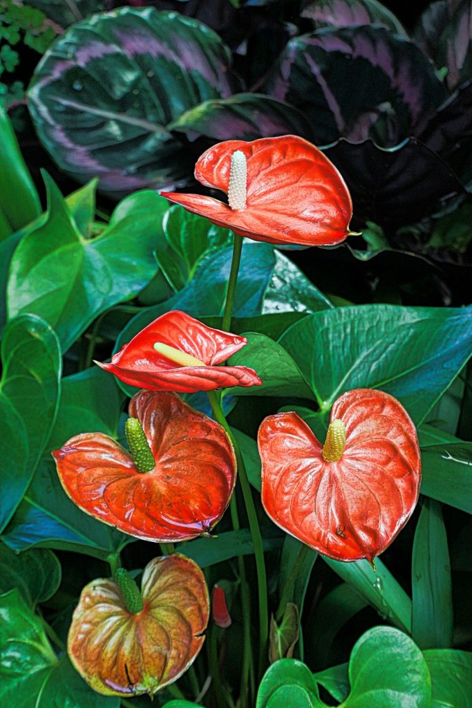 A flowering plant wrapped as a gift with kraft paper and twine