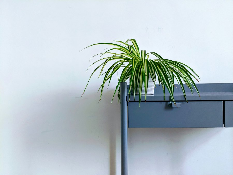 Snake plant in a white ceramic pot