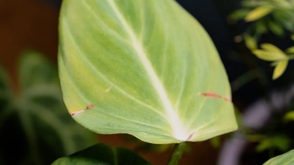 Heart leaf philodendron trailing from a shelf