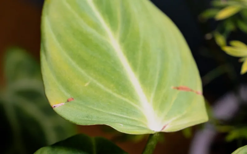 Heart leaf philodendron trailing from a shelf