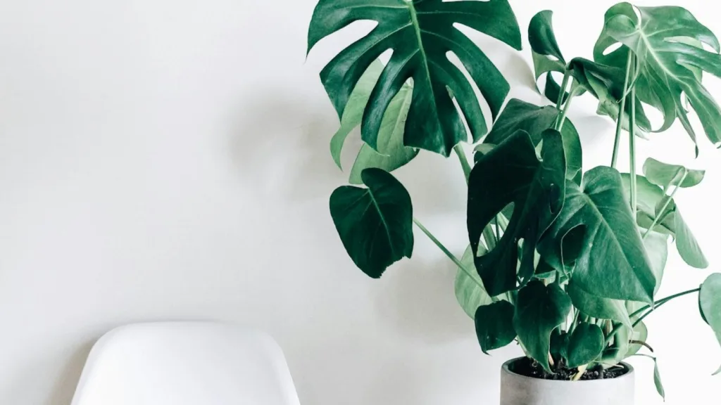 Monstera leaves against a pale wall
