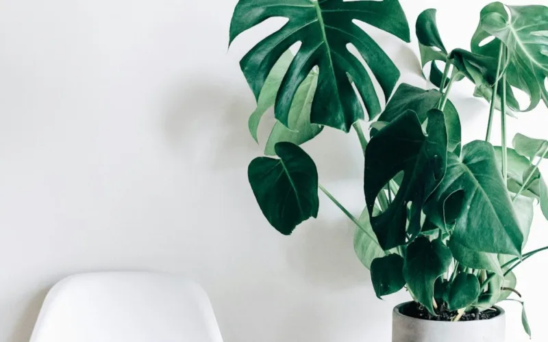 Monstera leaves against a pale wall