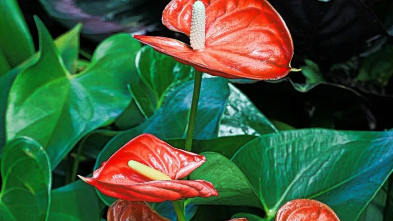 Peace lily in a white pot