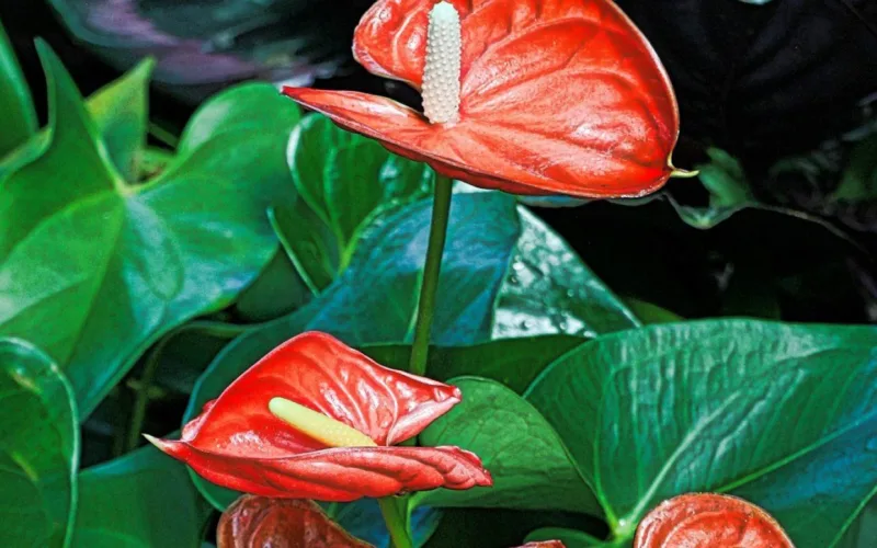 Peace lily in a white pot