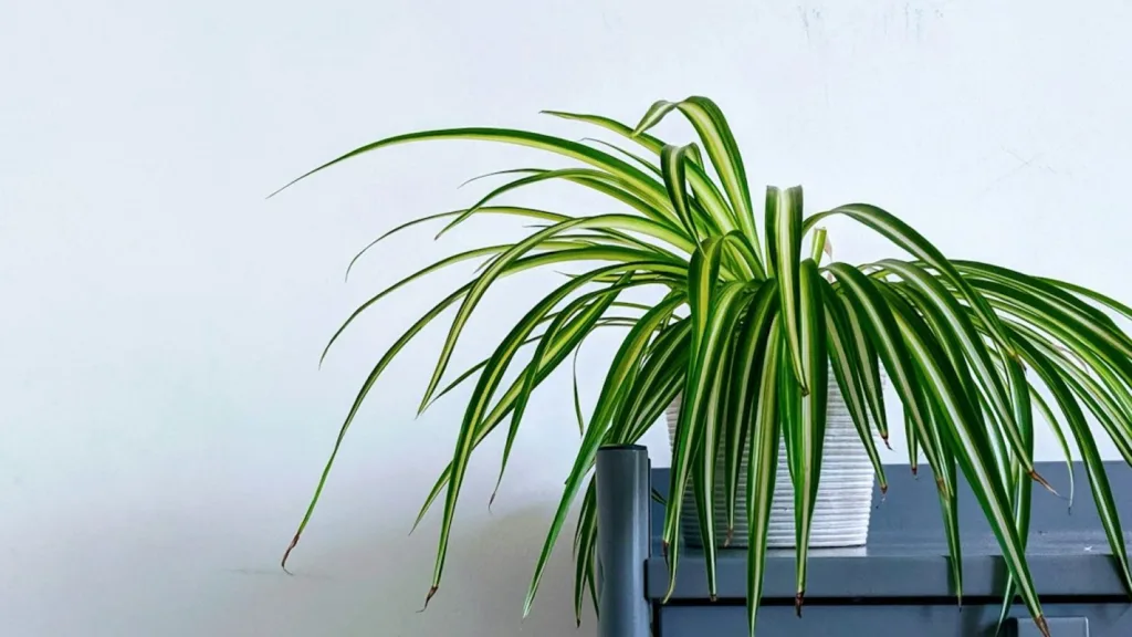 Snake plant beside a window