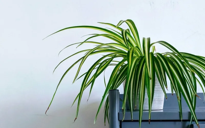 Snake plant beside a window