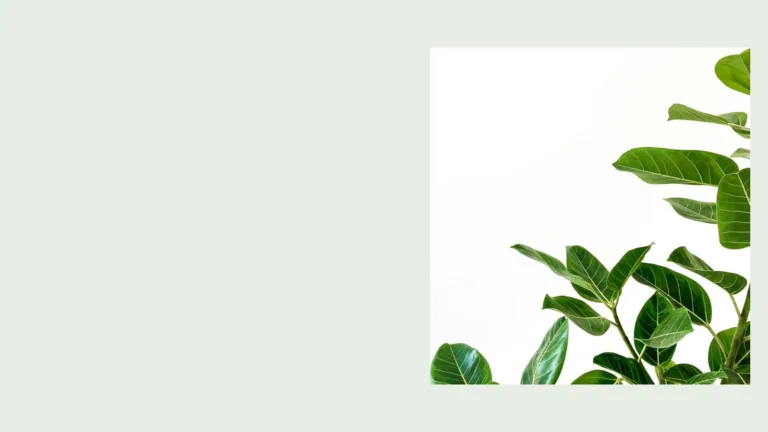ZZ plant, a reliable low light houseplant