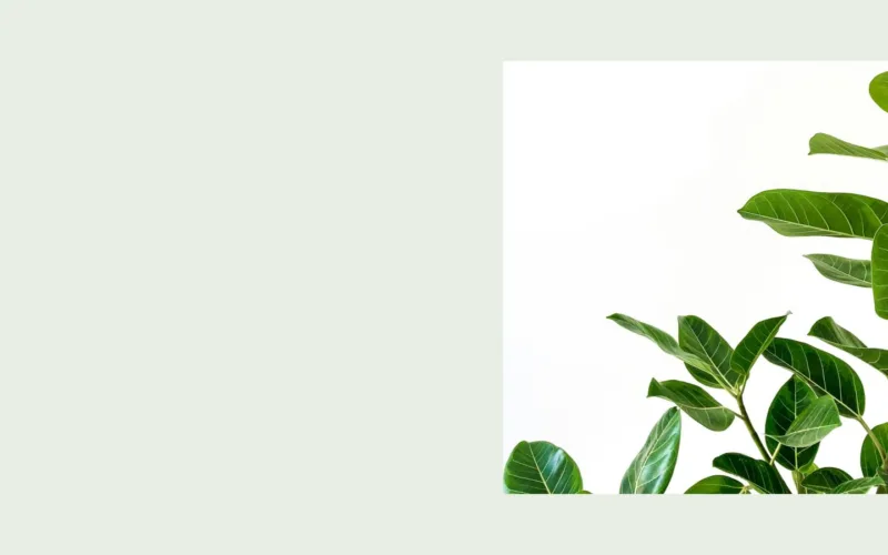 ZZ plant, a reliable low light houseplant